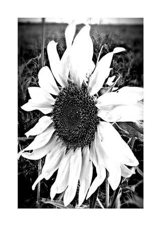 Black and white poster of a large single sunflower in bloom against a blurred natural background.