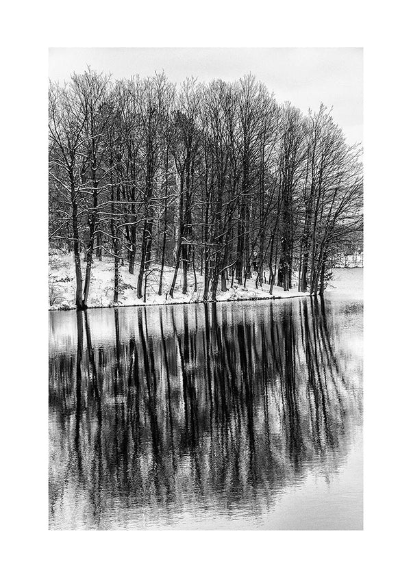 Black and white poster of bare trees reflected in a calm lake, Træer der spejler i søen design.