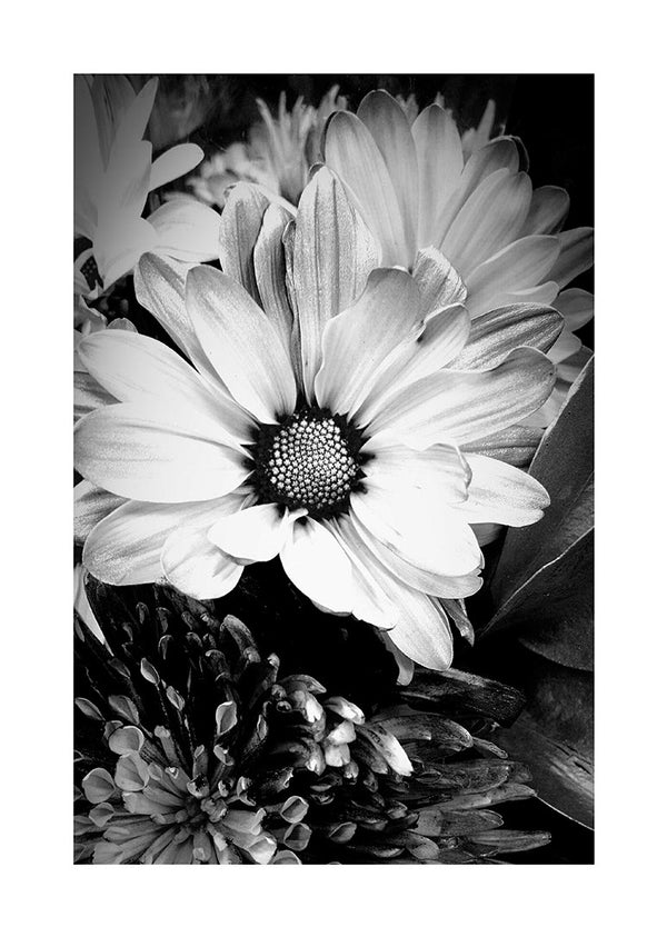 Black and white Marguerit flower close-up featured on a decorative poster.