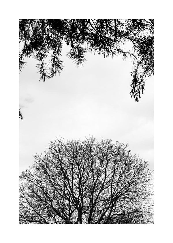 Black and white poster featuring bare tree branches against a light sky with pine needles at the top edge.