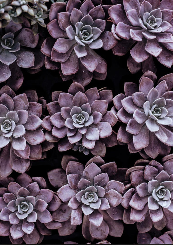 Purple succulents arranged closely together, featured on the Purple Sukkulent poster.