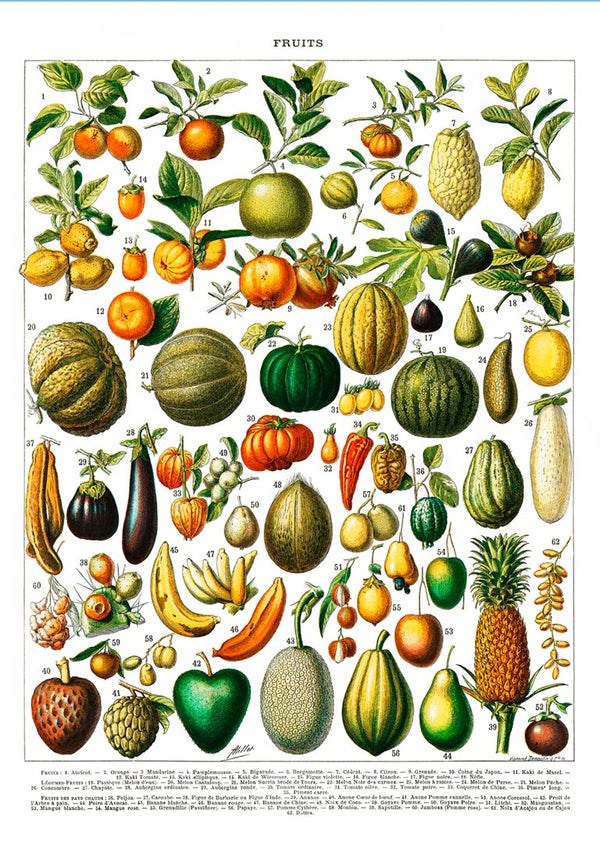 Vintage fruit and vegetable illustration poster featuring colorful produce with labels on a white background.