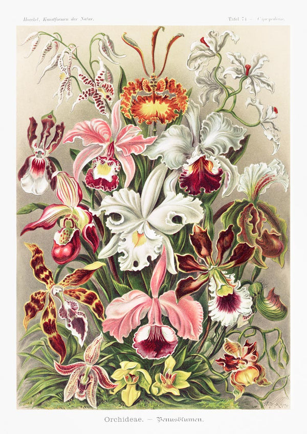 Illustration of various colorful orchids by Ernst Haeckel from Orchideae Denusblumen, detailed and vibrant.