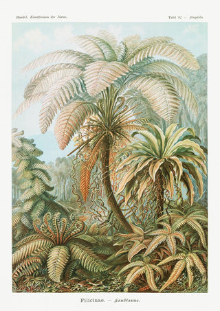 Vintage illustration of Filicinae ferns by Ernst Haeckel, showing detailed foliage in a lush forest setting.