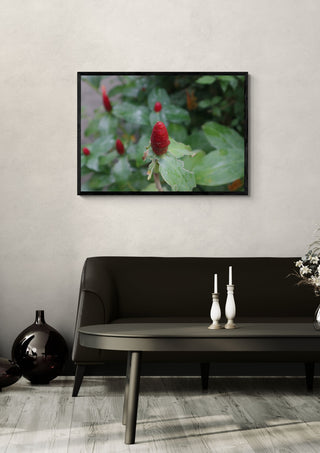 Costus by Elefteria in a black frame above a dark sofa with candlesticks on a round table