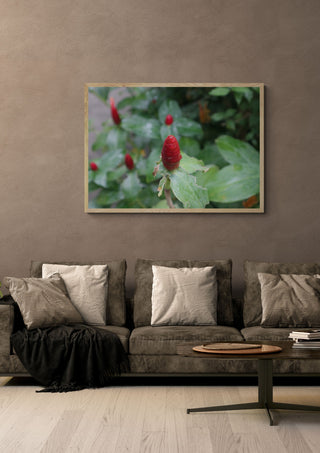 Costus by Elefteria in a light oak frame above a grey sofa on a warm brown wall
