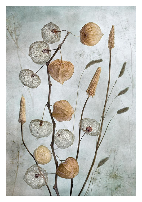 Delicate lantern-like seed pods and grasses arranged artistically against a soft, muted background.