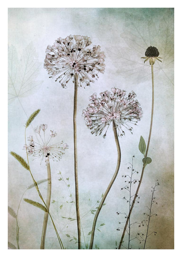 Art print of allium flowers with delicate stems and muted pastel background, by Mandy Disher.