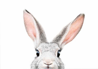 Front view of a gray bunny peeking up with ears upright on a white background.