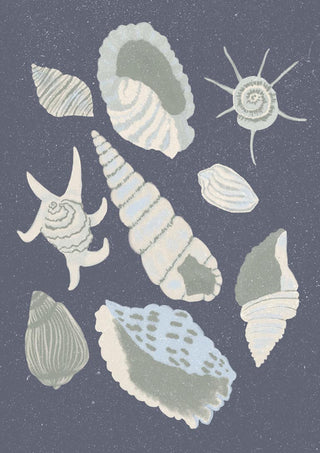 Seashells Collection - Aliya Putrus