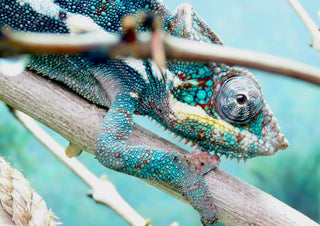 The Observer by KG Studio - close-up of a turquoise panther chameleon