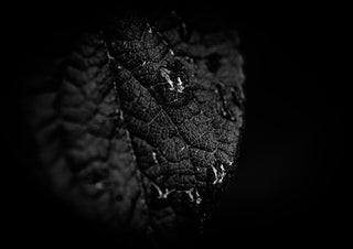 Nach dem Regen by Guido Lucker - black and white macro photograph of a veined leaf with raindrops on a black background