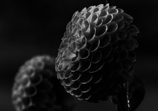 Lunar Bloom II by Guido Lucker - two dahlias emerging from deep shadow in a black and white photograph