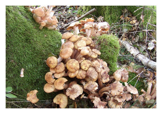 Skogens puls by Ljilja Marinic - honey coloured mushrooms on the forest floor beside green moss