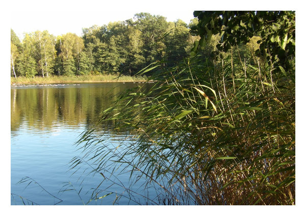 Sommar skuggan by Ljilja Marinic - reeds leaning across a still lake with birch woods on the far shore