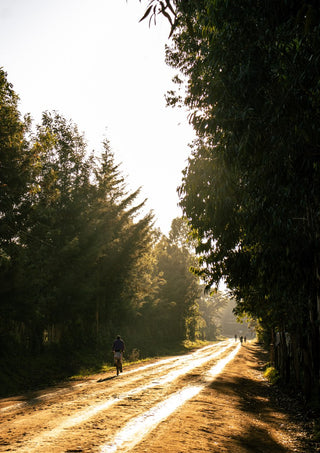 The Open road by Gloria Mwivanda - a sunlit dirt road between tall eucalyptus trees