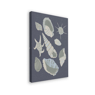 Seashells Collection - Aliya Putrus