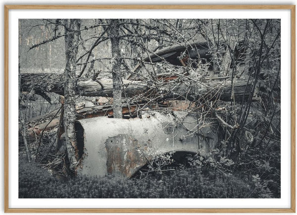 Decay by Lone Gjessing - a car wreck under fallen trunks in a grey birch wood