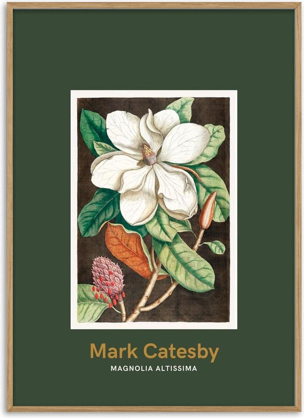 Botanical illustration of a laurel tree with white flowers and green leaves, by Mark Catesby.