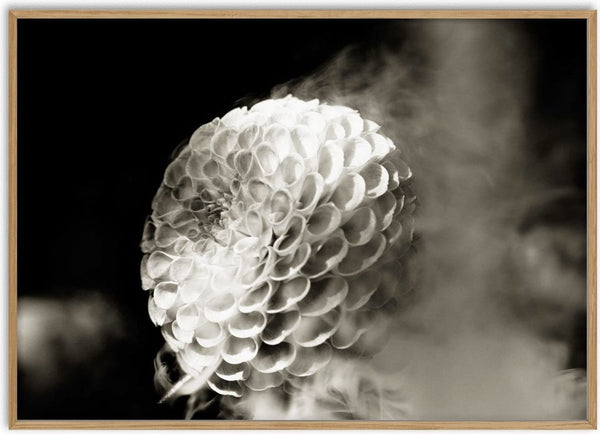 Lunar Bloom III by Guido Lucker - pale dahlia in soft focus against a warm grey haze