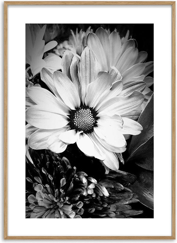 Black and white Marguerit flower close-up featured on a decorative poster.