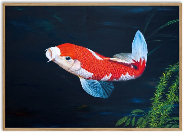 My koi by Juergen Duerrmann - a red and white koi turning through dark blue-green water