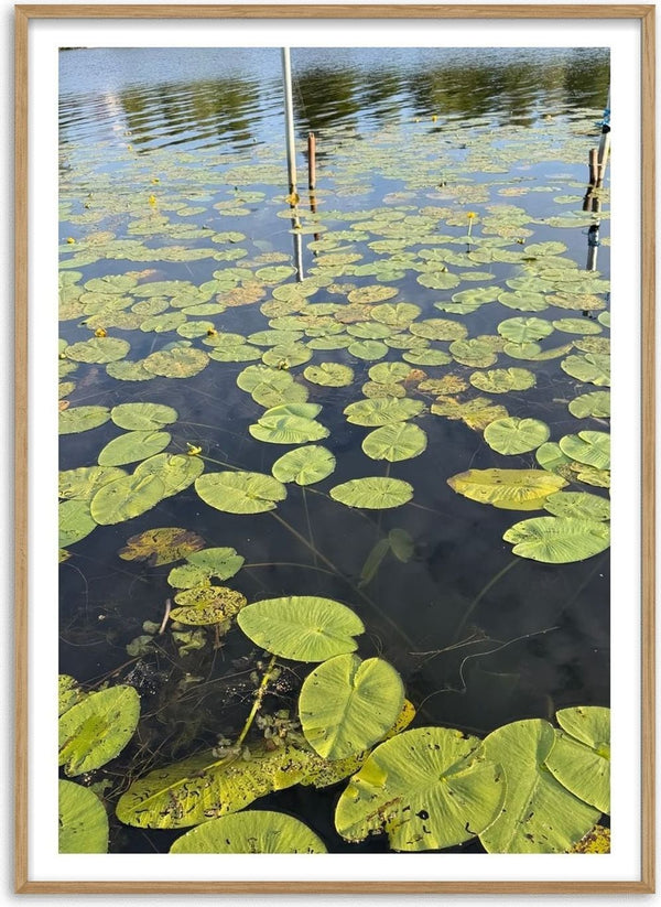Sommarens sista andetag by Ljilja Marinic - green lily pads crowding dark blue water