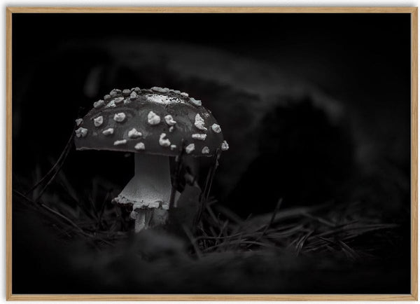 Veneno by Guido Lucker - black and white photograph of a fly agaric mushroom among pine needles in the dark